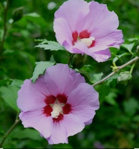Rosa hibiskus winterharte - rosa,